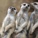 Hit Nature Franchise “Meerkat Manor: Rise of the Dynasty” Returns to BBC America Saturday, June 5 @ 8PM
