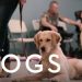 The “Dogs” Docuseries Returns with New Episodes July 7 on Netflix [VIDEO]