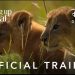 Official Trailer and Key Art for “Growing Up Animal,” The National Geographic Original Series for Disney+, Available Now [VIDEO]