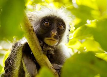 Epic Natural History Series “Africa’s Wild Year” Comes to BBC America and AMC+ on Saturday, August 6 [VIDEO]