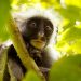 Epic Natural History Series “Africa’s Wild Year” Comes to BBC America and AMC+ on Saturday, August 6 [VIDEO]