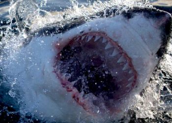 CNN to Broadcast “Great White Open Ocean” Saturday, July 30