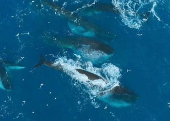 New Clip from the Disney+ Original Series “Epic Adventures with Bertie Gregory” Shows the Largest Gathering of Gigantic Fin Whales Ever Filmed for the First Time [VIDEO]