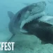 Today! “SharkFest 2023” Begins Sunday, July 2 @ 8PM on Nat Geo