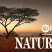 “Nature’s” 42nd Season Highlights Epic Animal Journeys and Intimate Bonds, Wednesdays @ 8PM/7c Beginning October 18 on PBS