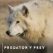 Innovative and Intriguing Natural History Series “Predator v Prey” Set to Premiere on BBC America and AMC+ on Saturday, April 20 [VIDEO]