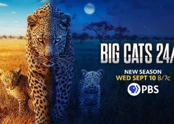 “Big Cats 24/7” Season 2 Premieres September 10, 2025 on PBS