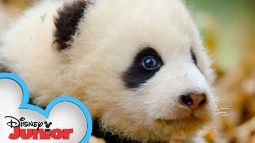 Disney Channels to Commemorate the 50th Anniversary of Earth Day with Special Themed Content Across All Platforms [VIDEO]