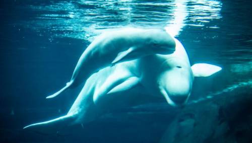 Animal Planet Premieres Special Episode of “The Aquarium” Featuring the Much Anticipated Birth of a Baby Beluga Whale Premieres this Saturday, May 30 @ 10PM