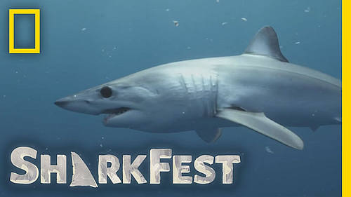 How to watch SharkFest 2023: National Geographic's month of shark