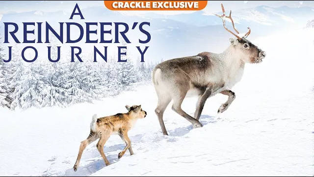 Crackle Launches Exclusive Documentary Film, “A Reindeer’s Journey,” Available for Free on Crackle December 1 [VIDEO]