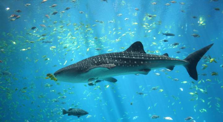 National Geographic Documentary Films Acquires Worldwide Rights for Underwater Exploration Feature “Playing with Sharks”