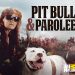 Fan-Favorite Series “Pit Bulls & Parolees” Heads to Discovery Channel and Streams on discovery+ Beginning April 3, 2021 @ 8PM