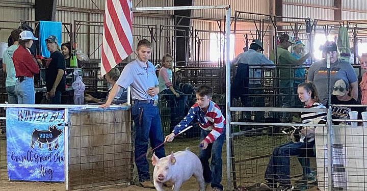 Squeal the Competition! All-New discovery+ Series “Pig Royalty” Dives Into the Extreme World of Competitive Pig Showing.