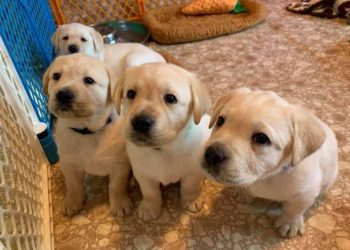 Today is National Puppy Day so Let’s Watch some Puppies [LIVE VIDEO]