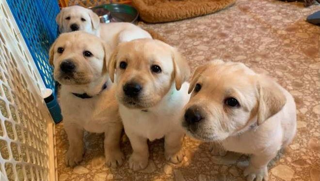 Today is National Puppy Day so Let’s Watch some Puppies [LIVE VIDEO]