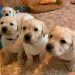 Today is National Puppy Day so Let’s Watch some Puppies [LIVE VIDEO]