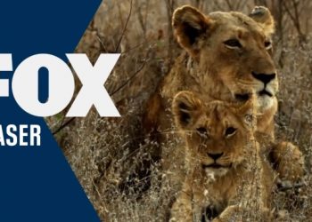 “Malika the Lion Queen,” A New Two-Hour Wildlife Special, Narrated by Angela Bassett to Air Sunday, April 4, on FOX [VIDEO]