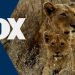 “Malika the Lion Queen,” A New Two-Hour Wildlife Special, Narrated by Angela Bassett to Air Sunday, April 4, on FOX [VIDEO]