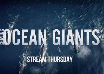 Free-Diving Natural History Filmmaker, Patrick Dykstra Comes Face to Face with the Largest and Most Mysterious Creatures in the Ocean in New discovery+ Series “Chasing Ocean Giants” [VIDEO]