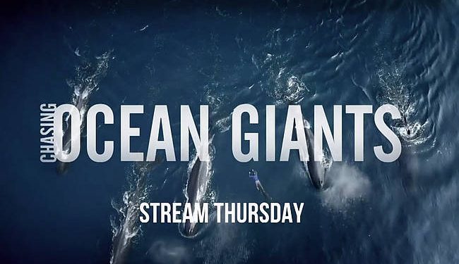 Free-Diving Natural History Filmmaker, Patrick Dykstra Comes Face to Face with the Largest and Most Mysterious Creatures in the Ocean in New discovery+ Series “Chasing Ocean Giants” [VIDEO]