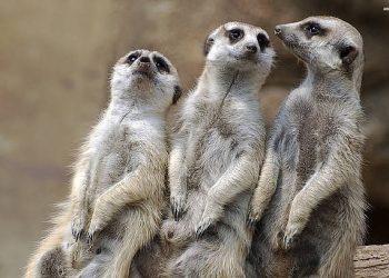 Hit Nature Franchise “Meerkat Manor: Rise of the Dynasty” Returns to BBC America Saturday, June 5 @ 8PM