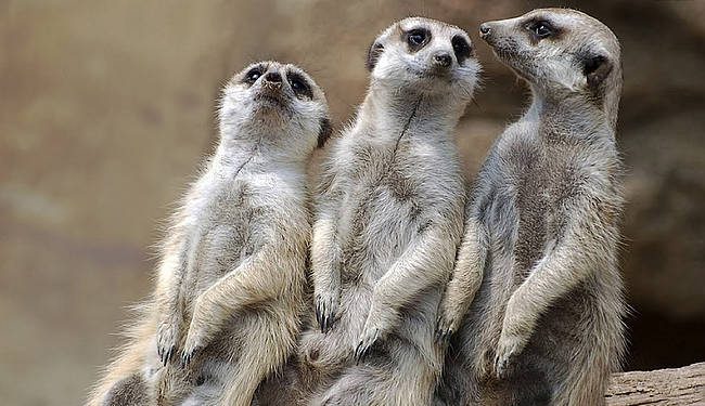 Hit Nature Franchise “Meerkat Manor: Rise of the Dynasty” Returns to BBC America Saturday, June 5 @ 8PM