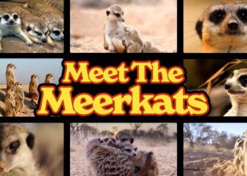 “Meet the Meerkats” Submerges discovery+ Audiences Into the Wild World of Rescued Meerkats Making Their Way in the Wild for the First Time Ever
