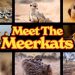 “Meet the Meerkats” Submerges discovery+ Audiences Into the Wild World of Rescued Meerkats Making Their Way in the Wild for the First Time Ever