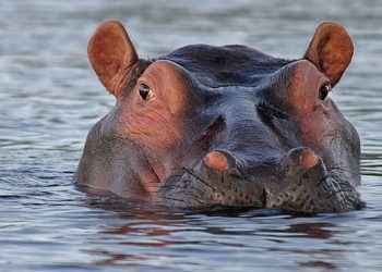 Three-Part Series “Life at the Waterhole” Premieres Wednesdays, May 19-June 2, 2021