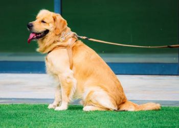 “The Mighty Underdogs” Reveals the Drama, Heart, and Who Really Is the “Best in Show” Among Junior Dog Shows