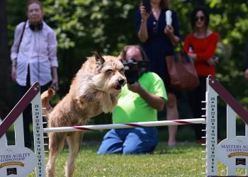 FOX Sports Showcases America’s Top Dogs with More Westminster Week Broadcast Coverage Than Ever