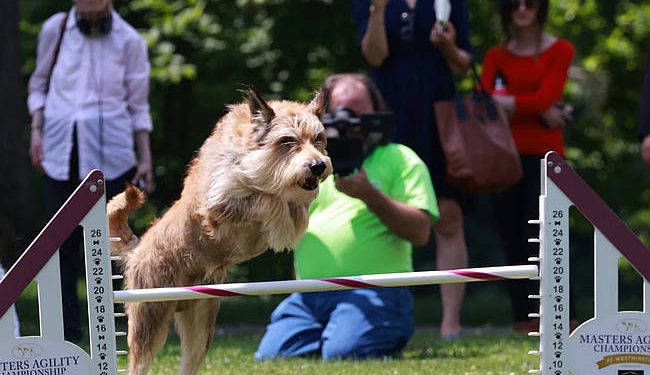FOX Sports Showcases America’s Top Dogs with More Westminster Week Broadcast Coverage Than Ever