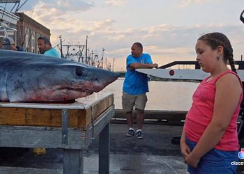 discovery+ Acquires Eli Roth Shark Film “Fin” from Lionsgate and Pilgrim Media Group [VIDEO]