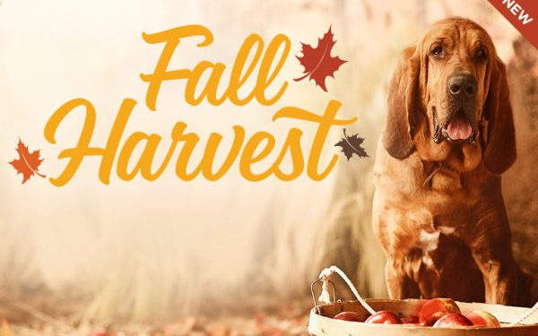 Hallmark Channel Treats Viewers to Its Annual “Fall Harvest” Programming Event Beginning September 11
