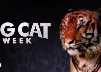 Nat Geo WILD Roars Into 2022 with Annual “Big Cat Week,” A Special Six-Part Series from Award-Winning Filmmakers Dereck and Beverly Joubert, and the Premiere of “Russia’s Wild Tiger” on January 30