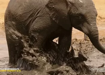 Smithsonian Channel Set to Premiere All-New Natural History Programs on “Wild Wednesdays” Starting Tonight @ 8PM ET/PT [VIDEO]