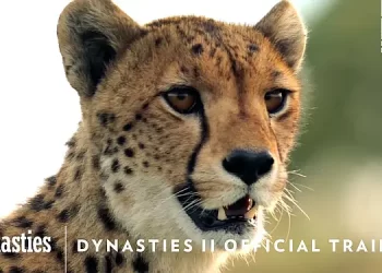 BBC America’s Landmark Natural History Series “Dynasties II” Returns on Saturday, May 21 on BBC America and AMC+ [VIDEO]