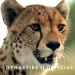 BBC America’s Landmark Natural History Series “Dynasties II” Returns on Saturday, May 21 on BBC America and AMC+ [VIDEO]