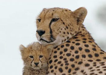 The Roku Channel Will Premiere “Mamas” on May 6th, 2022