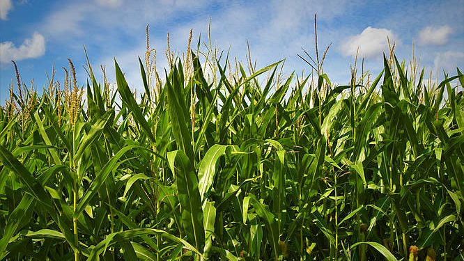 Universal Television & Peacock’s Upcoming “Field of Dreams” to Start Production in Iowa