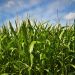 Universal Television & Peacock’s Upcoming “Field of Dreams” to Start Production in Iowa