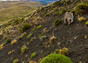 Netflix Expands Natural History Slate with Six New Documentary Series, Beginning November 22 with “Our Universe” [VIDEO]