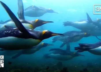 Breathtaking and Thrilling Landmark Natural History Series “Frozen Planet II” to Premiere on BBC America and AMC+ on Saturday, January 28