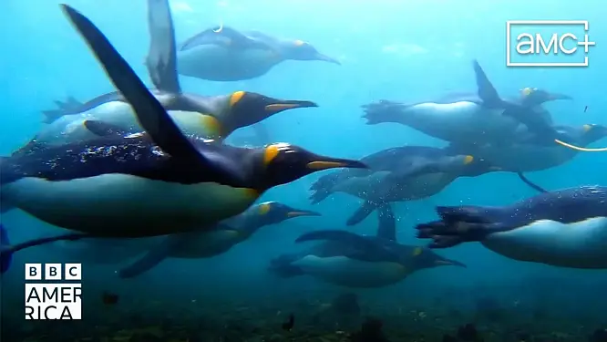 Breathtaking and Thrilling Landmark Natural History Series “Frozen Planet II” to Premiere on BBC America and AMC+ on Saturday, January 28