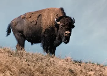 New Ken Burns Film Explores History of the American Buffalo