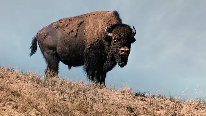 New Ken Burns Film Explores History of the American Buffalo