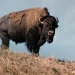 New Ken Burns Film Explores History of the American Buffalo