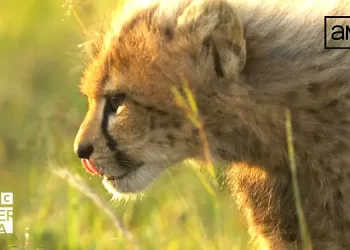 Cinematic Natural History Series “Chasing the Rains” Premieres on BBC America and AMC+ Timed to Earth Day Saturday, April 22 [VIDEO]