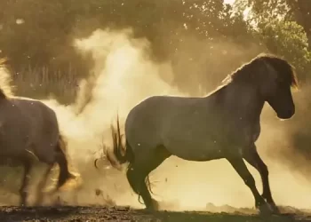 Prime Video Acquires Rights to British Nature Documentary “Wild Isles,” Narrated by Sir David Attenborough [VIDEO]